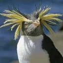 Penguin Army