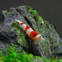Aquarium Talk