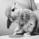 Bunny Bot Server