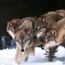 Loup Sauvage