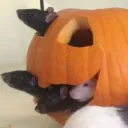 ♥ Rodent Rodeo ♥