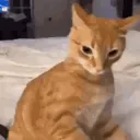 𝐒𝐡𝐨𝐨𝐛 𝐍𝐚𝐭𝐢𝐨𝐧 シ