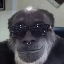 Macacos me mordam