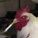 The Chicken Coop