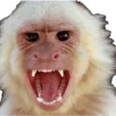 Pas