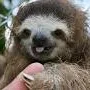 United Sloths