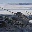 Narwhal kingdom