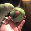 Budgie's