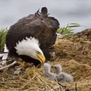 El nido del águila