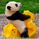 Panda COM