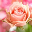 迫真薔薇部