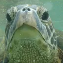 Turtle Club