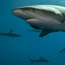 Silver Sharks