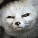 WhiteFox Collective