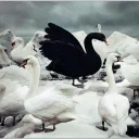 Tail Trading - Swan Club