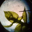 Plant Biology