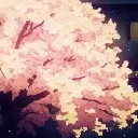 The Cherry Forest