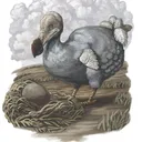 Dodo's  estate