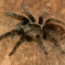 Tarantulas