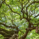 The Tree Branch
