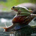 Les vieux Snails