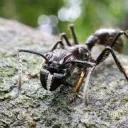 🐜鯖
