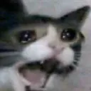 cãt 4