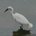 Kontabi Familia Discord Server Icon