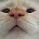 In This Discord We Love and Respect Bignose
