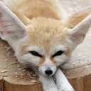 Fennec and Friends