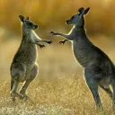 Aussie Club