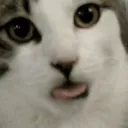blep