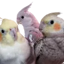 Cardboard Cockatiels