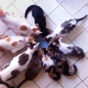 caturday