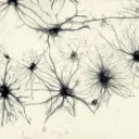 Neuromorphological Freedom
