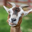 League Of Goats