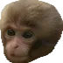 The Monkey Enclosure
