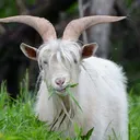 Electovoid's Goat Hideout