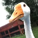 Barn Bois