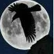 Raven Moon - Xsyon