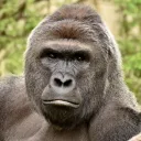 Seageart still loves harambe even though he is a dead meme.- Abraham Lincoln