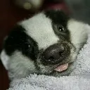 The Badger Bundle