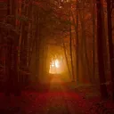 The Woods