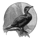 Cormorants