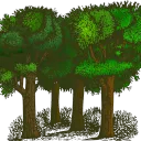 Der Wald