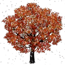 Ardent Maples