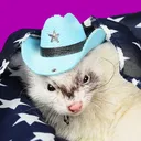 Yahweasel Democracy