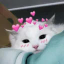 Kitty' Army