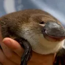 les ornithorynque