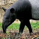 Tapir Signal Chat